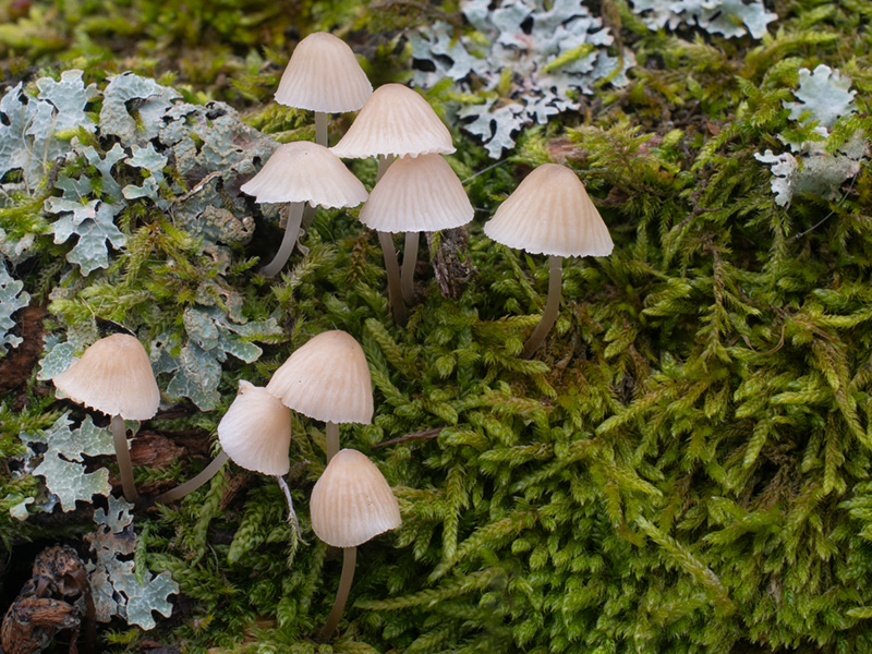 Mycena filopes